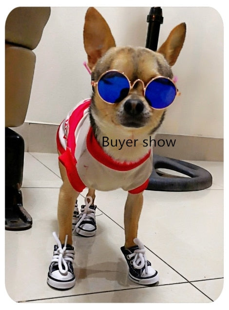 small dog wearing sneakers shirt and sunglasses at a dog show