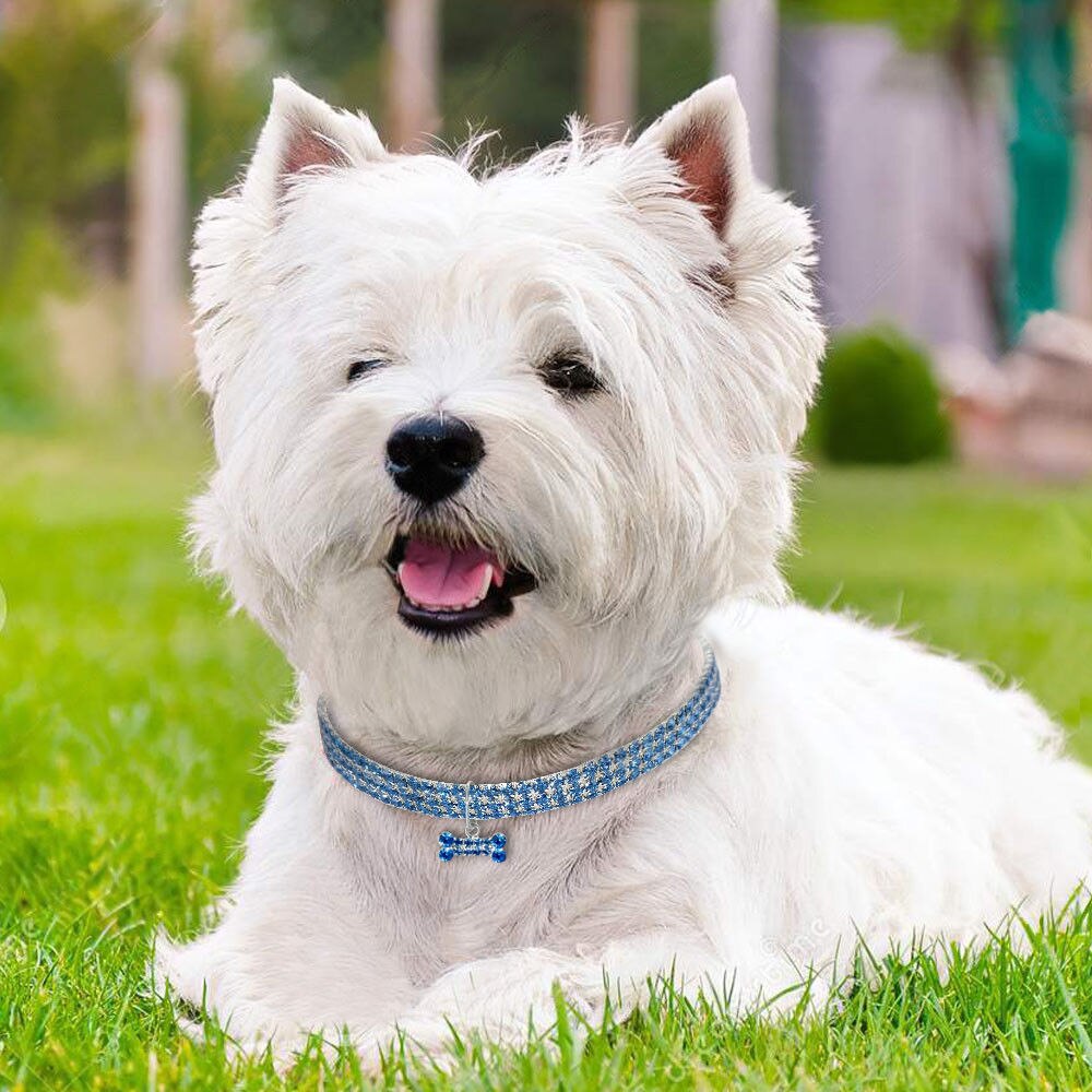 small white dog with blue crystal collar grass field