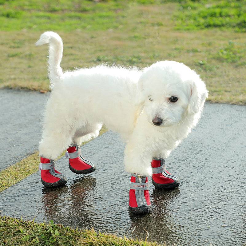 small white fluffy dog wearing red all terrain shoes standing in the rain on sidewalk