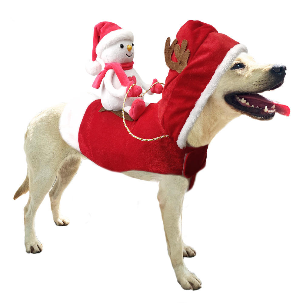 snowman jockey costume riding a husky on white backround