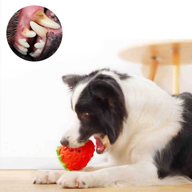 dog eating strawberry dog toy