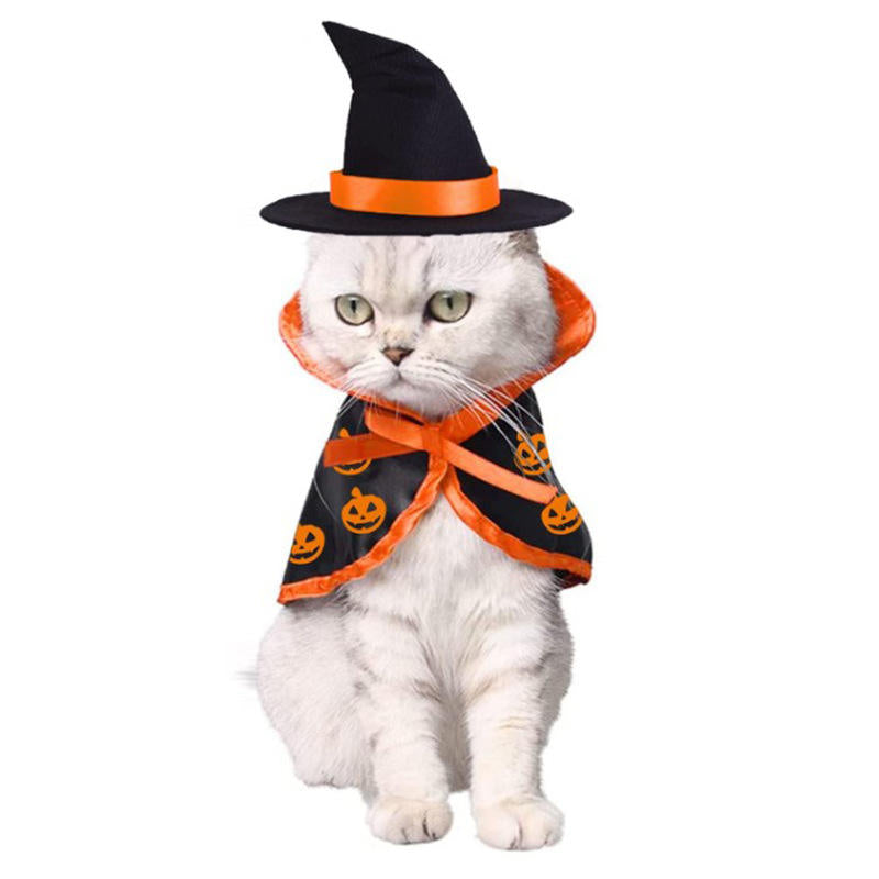 white cat pumpkin cloak witch hat