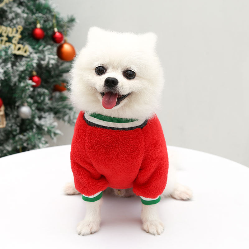 white dog red winter sweater