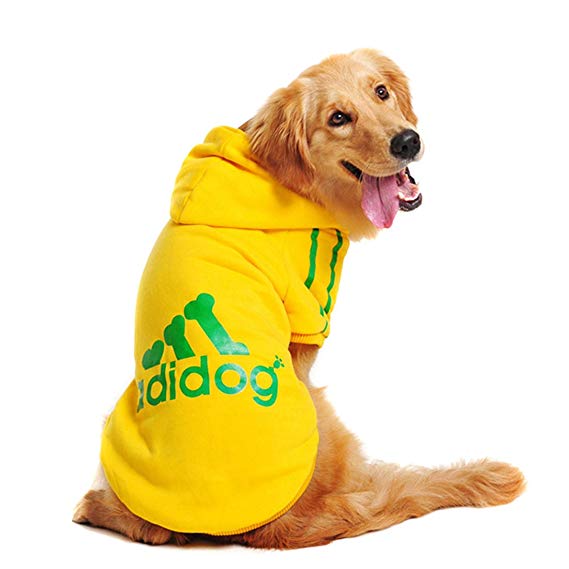 retriever wearing yellow adidog sweater